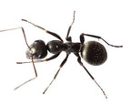 Formica subsericea (1 queen, brood) image 5