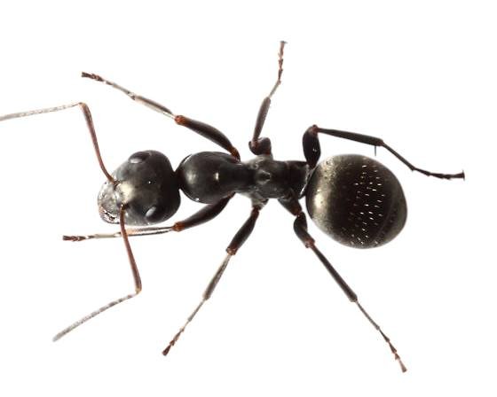 Formica subsericea (1 queen, brood) image 5