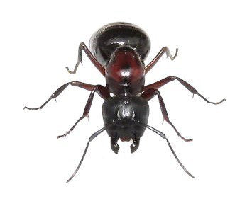 Camponotus novaeboracensis (queen, 0-5 workers, eggs) image 3
