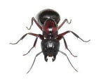 Camponotus novaeboracensis (queen, 0-5 workers, eggs) image 3