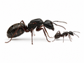 Camponotus modoc (queen, 0-5 workers, eggs) image 0