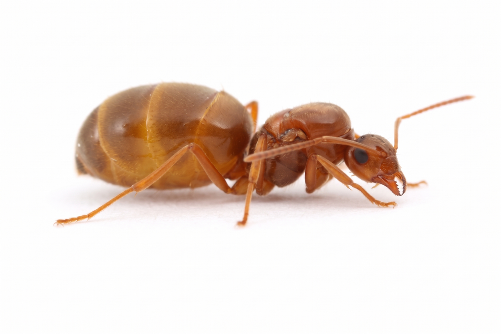 Prenolepis imparis (false honeypot) (queen 20-30 workers) image 0