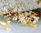 Lasius brevicornis (queen, 0-5 workers, eggs) image 1