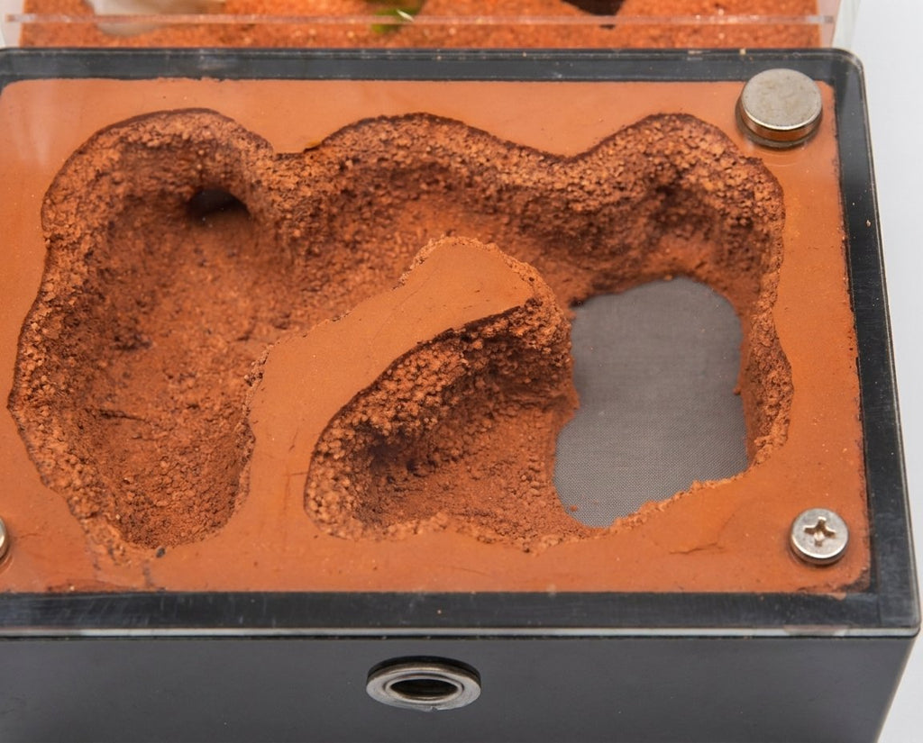 Terra S Ant Farm kit image 6