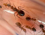 Formica integra (1 queen) image 2