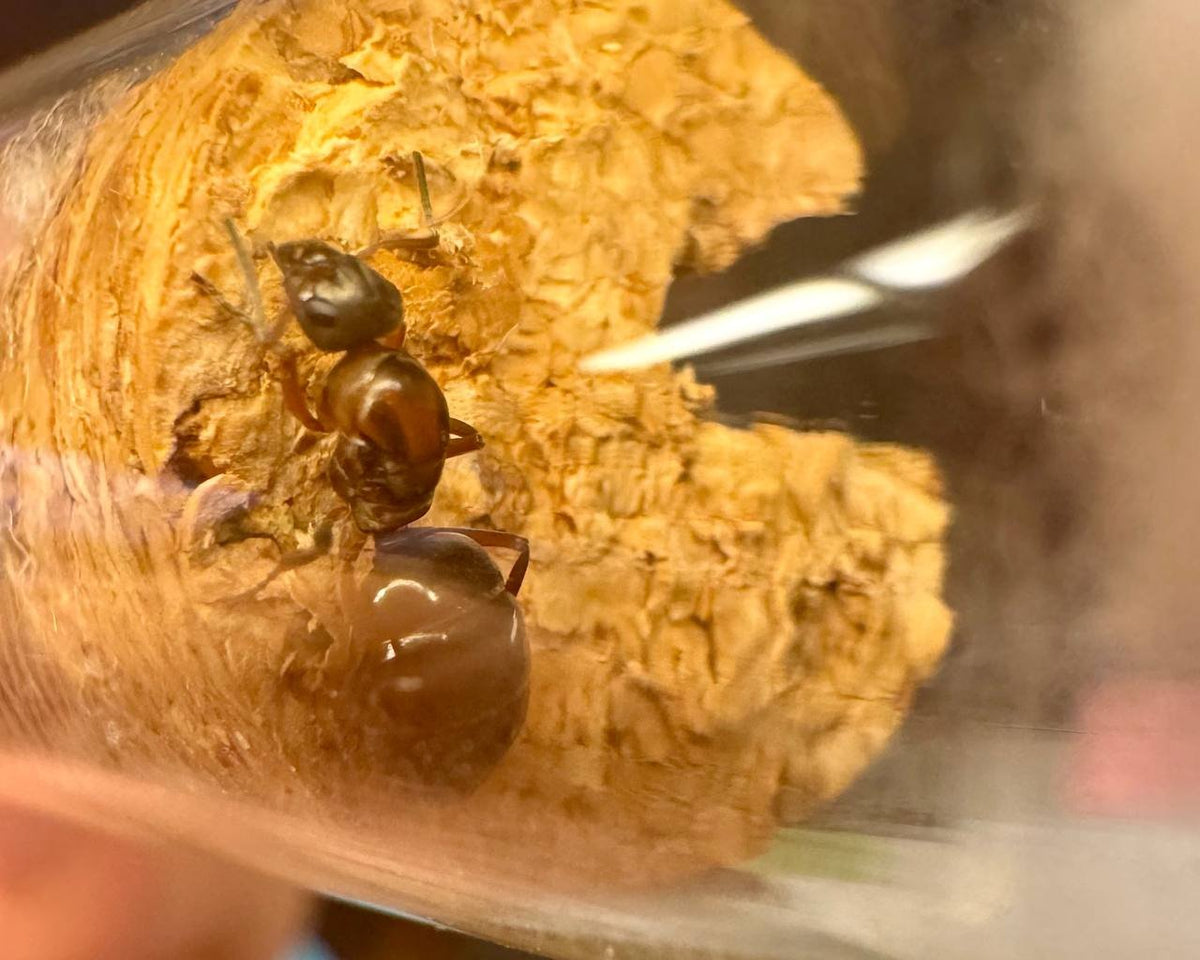 Formica neorufibarbis (queen, 0-5 workers, eggs) image 2
