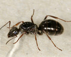 Formica fusca (1 queen, 5-10 workers, eggs) image 3