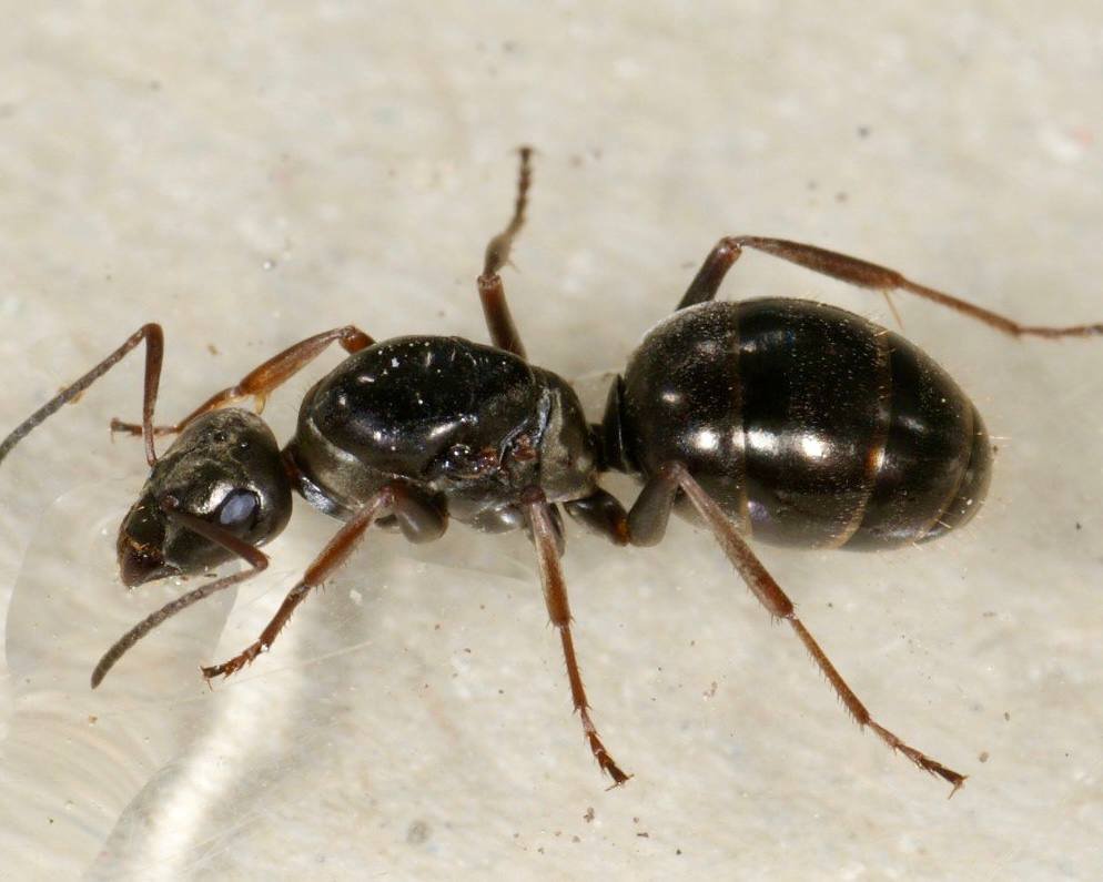 Formica fusca (1 queen, 5-10 workers, eggs) image 3