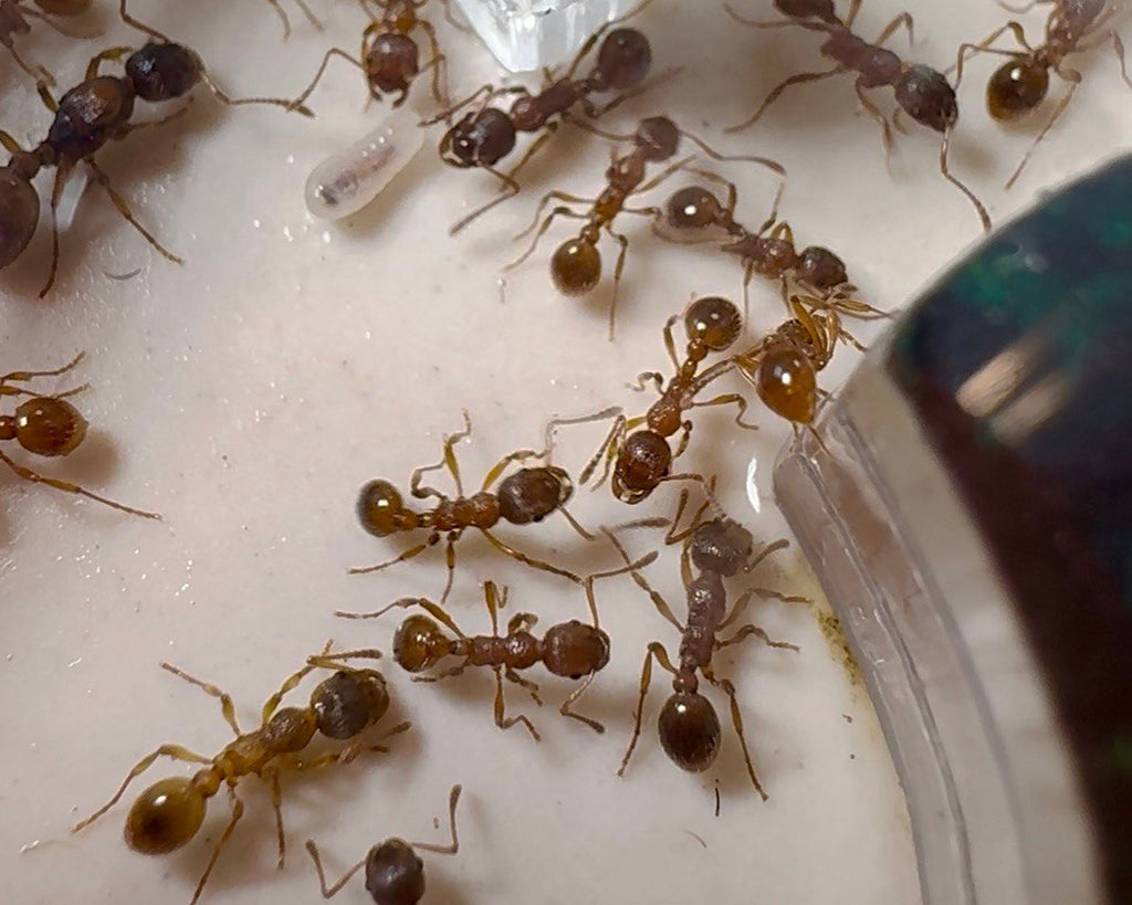 Myrmica rubra (queen, 10+ workers, brood) image 5
