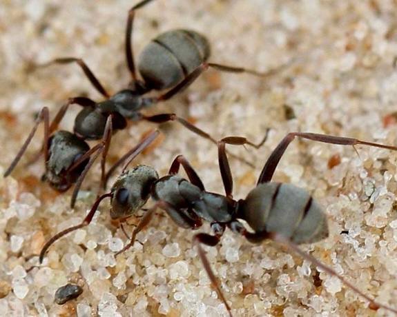 Formica fusca (1 queen, 5-10 workers, eggs) image 4