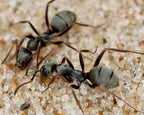 Formica fusca (1 queen, 5-10 workers, eggs) image 4