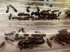 Camponotus pennsylvanicus (1 queen) image 1