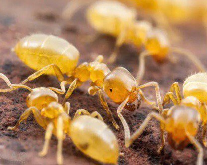 Lasius brevicornis (queen, 0-5 workers, eggs) image 2