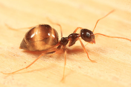 Prenolepis imparis (false honeypot) (queen 20-30 workers) image 4