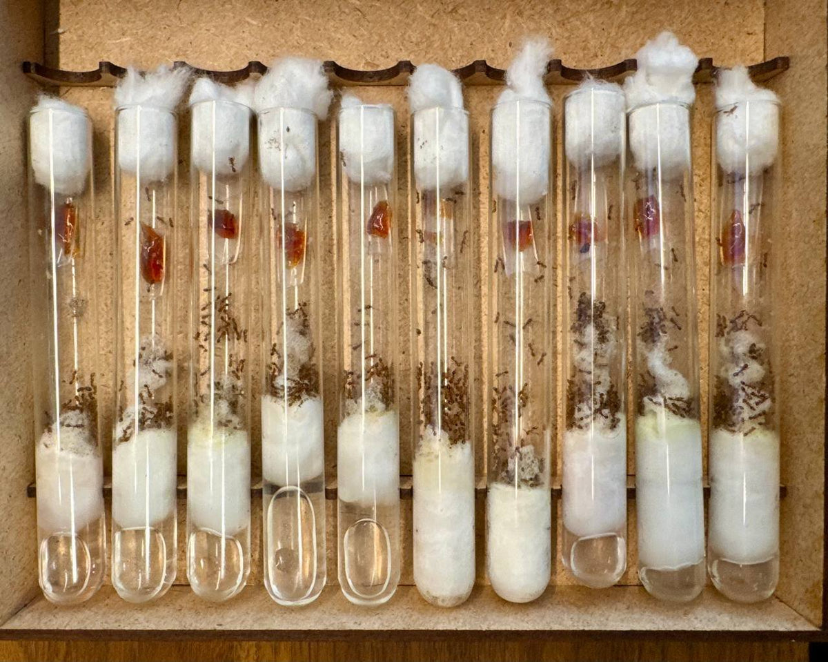 Tetramorium bicarinatum (3 queen, 10-20 workers, eggs) image 4