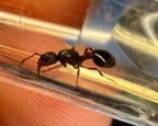 Myrmica incompleta (2 queen, 30+ workers, eggs) image 1