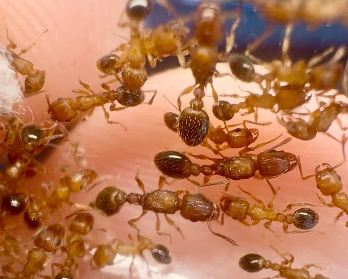 Tetramorium bicarinatum (3 queen, 10-20 workers, eggs) image 2