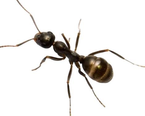 Formica subsericea (1 queen, brood) image 4