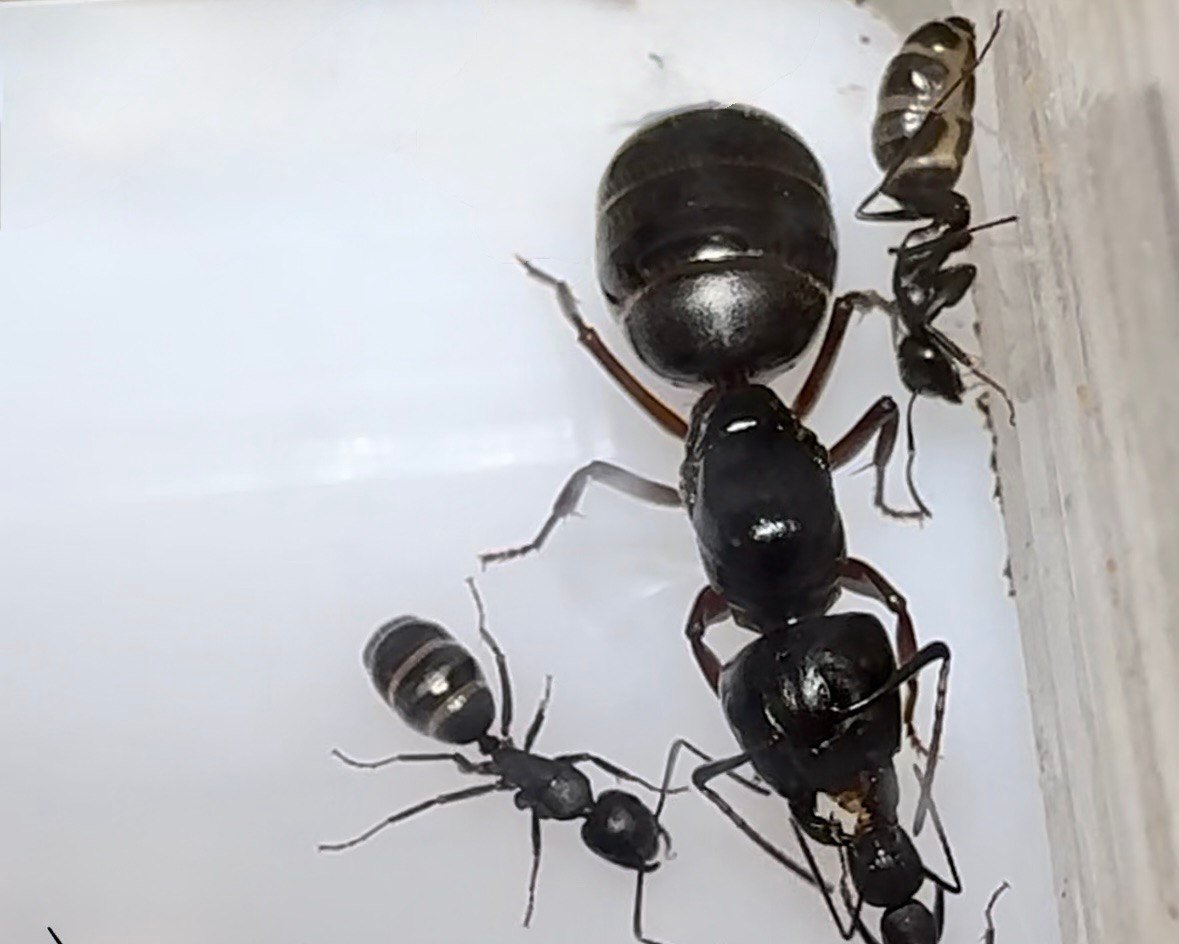 Camponotus modoc (queen, 0-5 workers, eggs) image 6