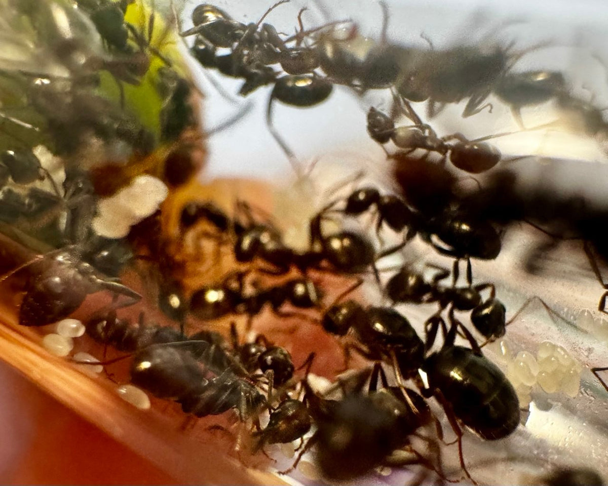 Formica fusca (1 queen, 5-10 workers, eggs) image 2