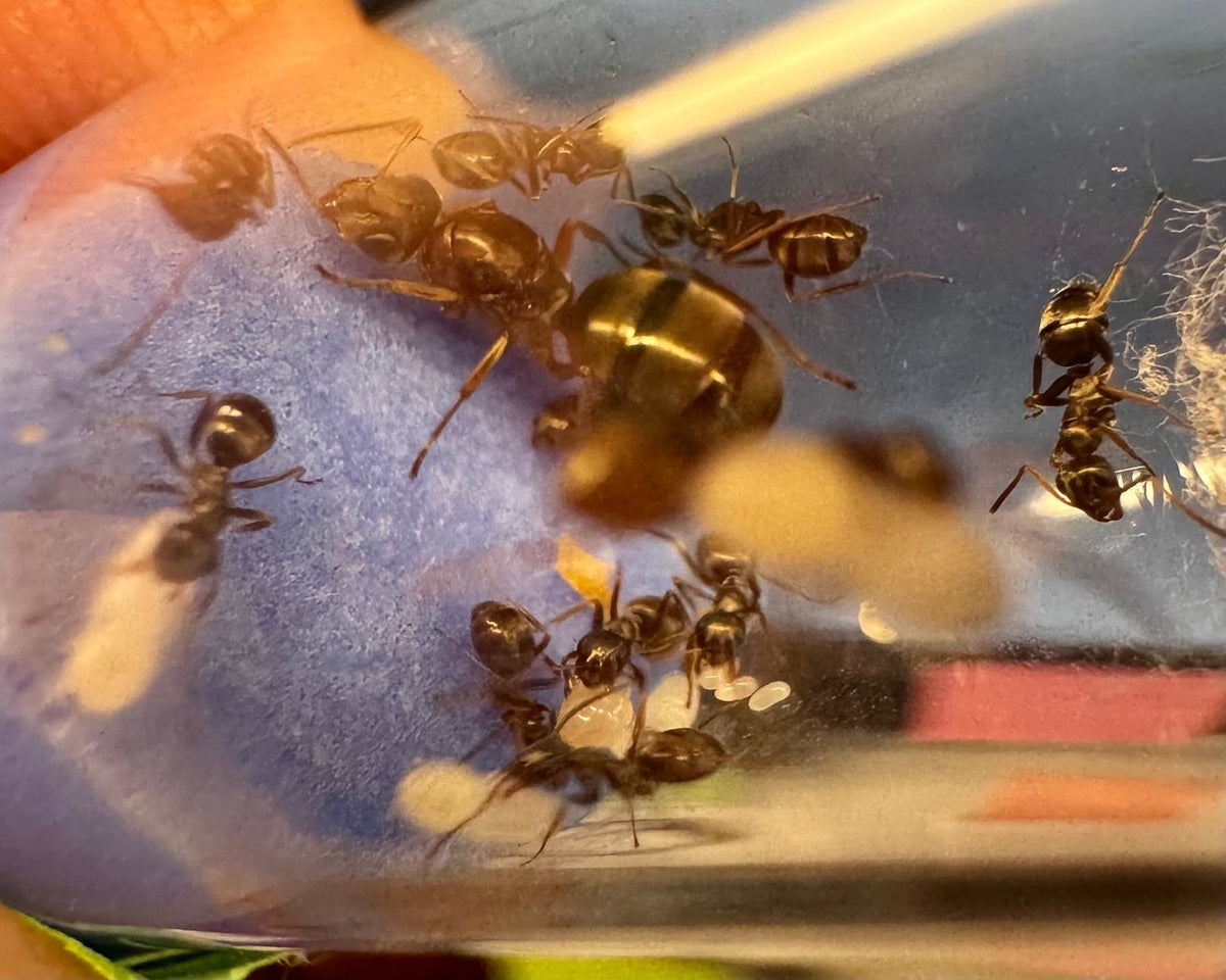 Formica subsericea (1 queen, brood) image 1
