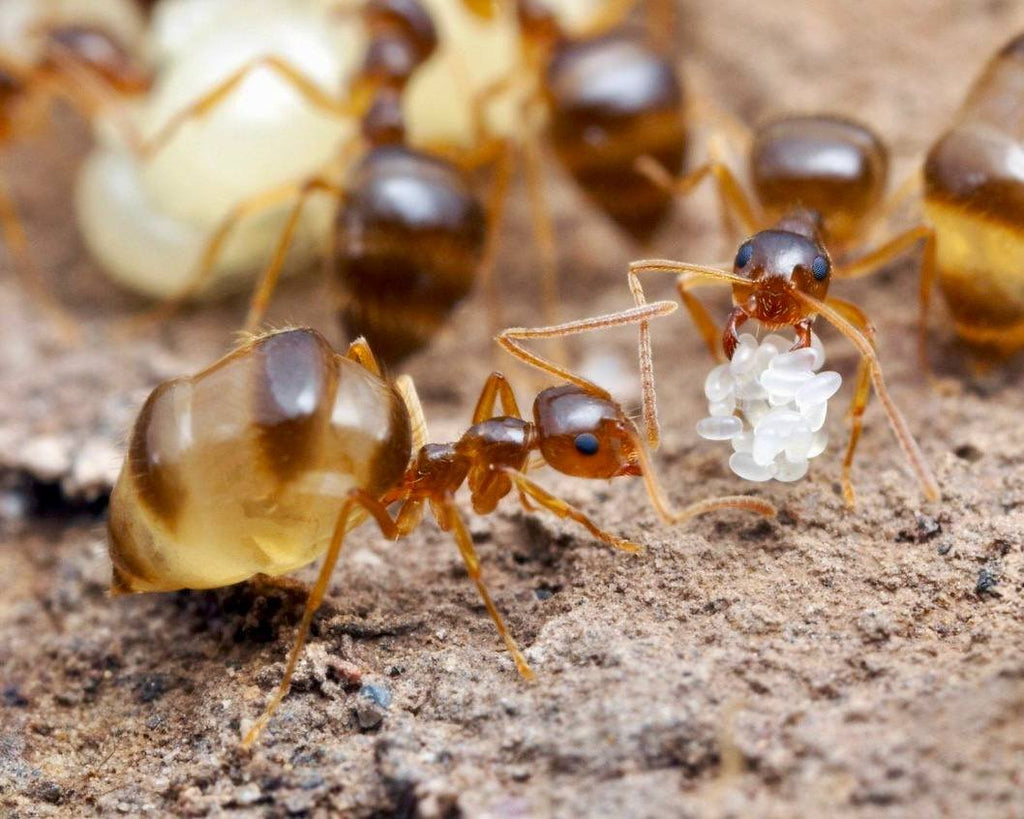 Prenolepis imparis (false honeypot) (queen 20-30 workers) image 2