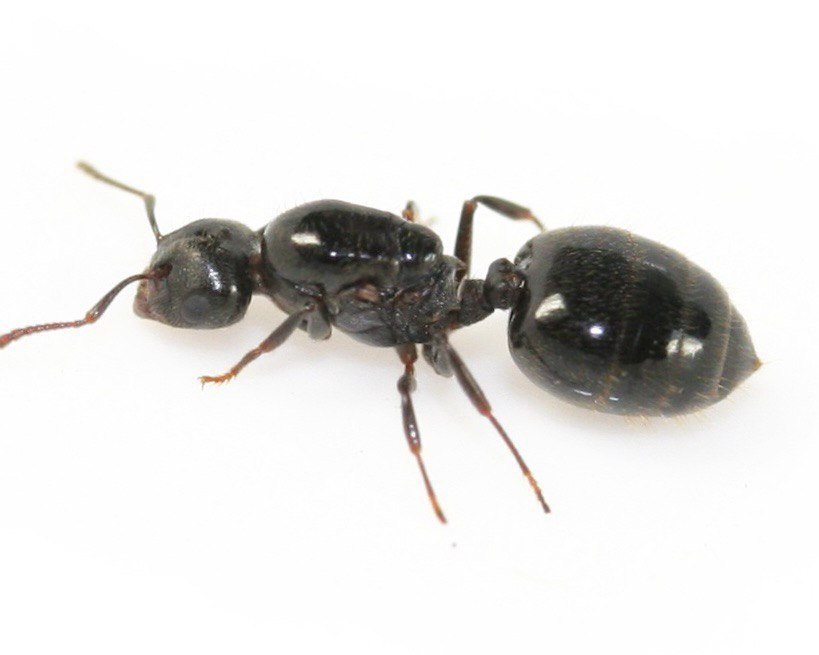 Crematogaster cerasi (queen, eggs) image 1