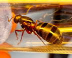 Camponotus herculeanus (queen, 5-10 workers, eggs) image 5