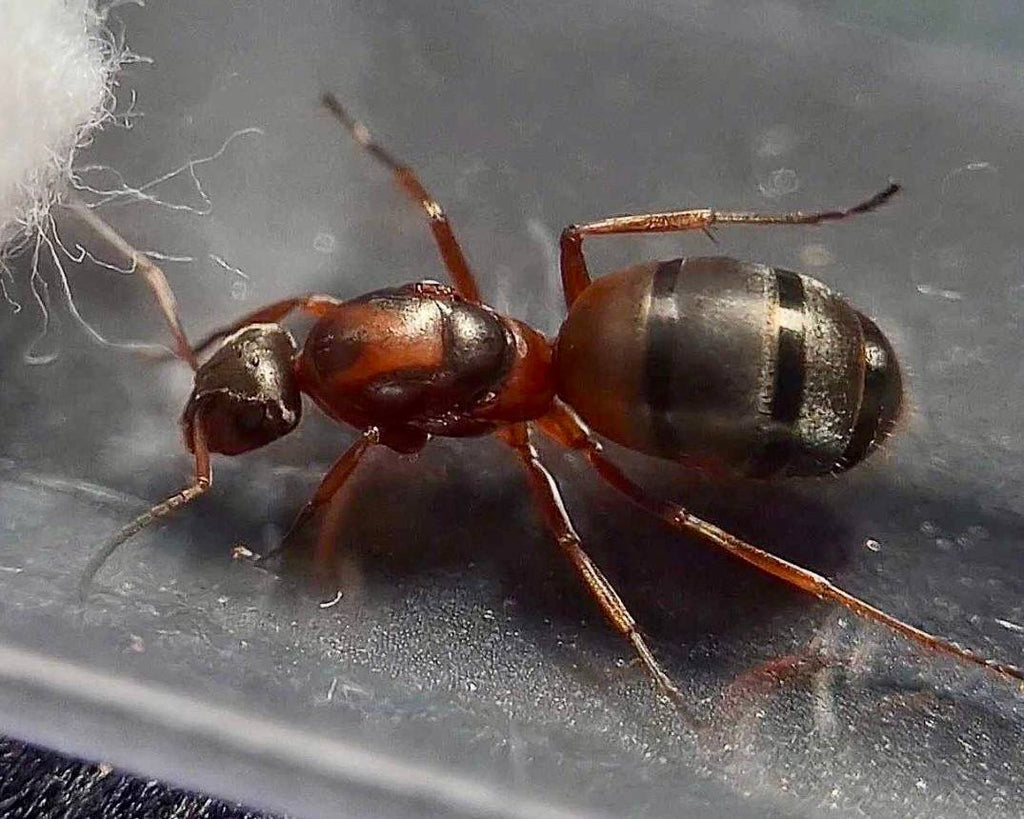Formica serviformica (1 queen, 0-5 workers, brood) image 2