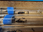 Camponotus herculeanus (queen, 5-10 workers, eggs) image 1