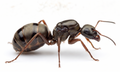 Formica subsericea (1 queen, brood) image 0