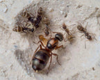 Formica serviformica (1 queen, 0-5 workers, brood) image 3