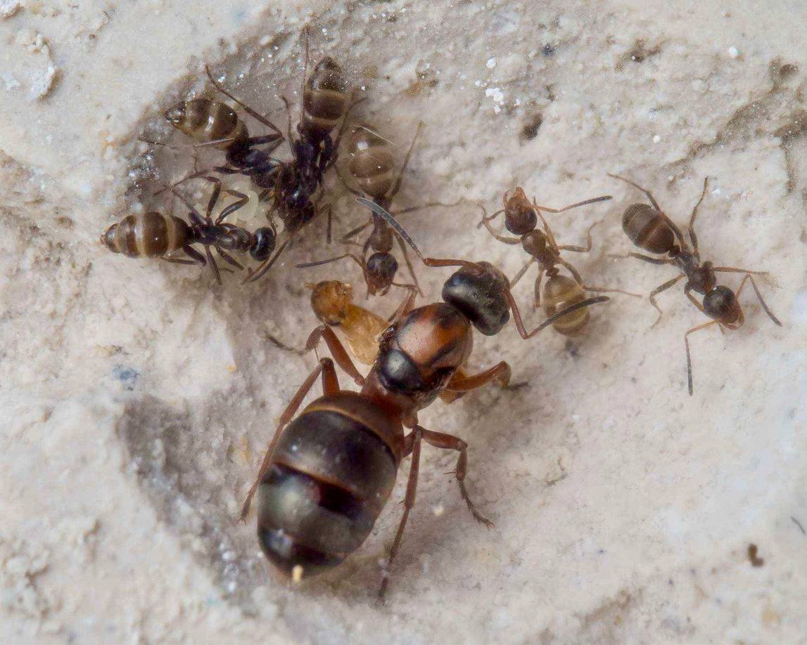 Formica serviformica (1 queen, 0-5 workers, brood) image 3