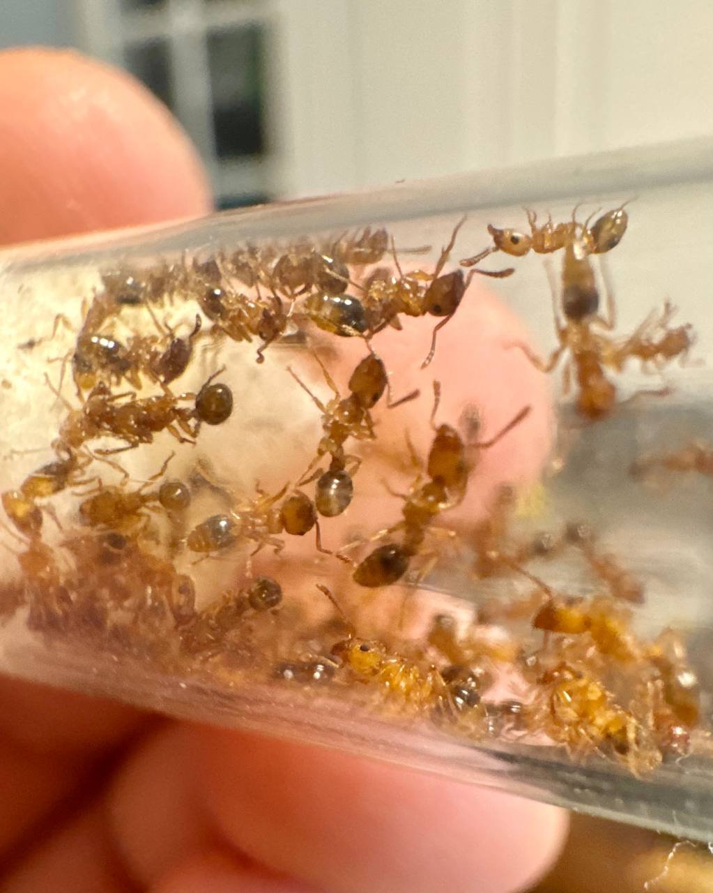 Tetramorium bicarinatum (3 queen, 10-20 workers, eggs) image 3