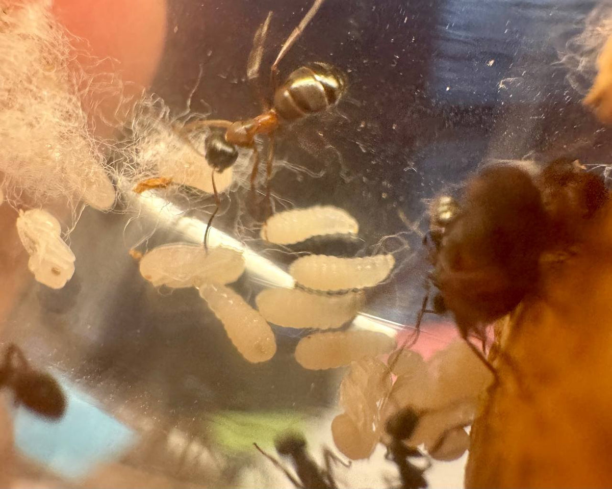 Formica neorufibarbis (queen, 0-5 workers, eggs) image 1