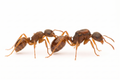 Myrmica rubra (queen, 10+ workers, brood) image 0