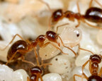 Prenolepis imparis (false honeypot) (queen 20-30 workers) image 3