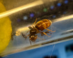 Lasius neoniger (queen, 0-5 workers, eggs) image 1