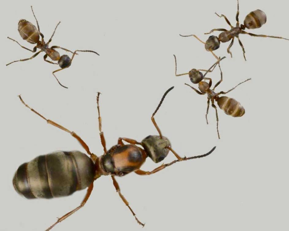 Formica serviformica (1 queen, 0-5 workers, brood) image 4