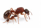 Myrmica incompleta (2 queen, 30+ workers, eggs) image 0