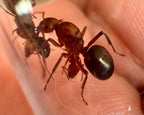 Formica integra (1 queen) image 1