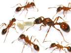 Manica hunteri (queen, eggs) image 2