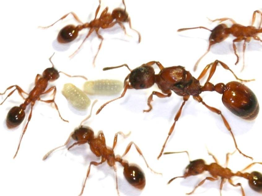 Manica hunteri (queen, eggs) image 2