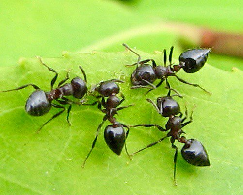 Crematogaster cerasi (queen, eggs) image 3