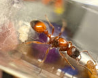 Manica hunteri (queen, eggs) image 1