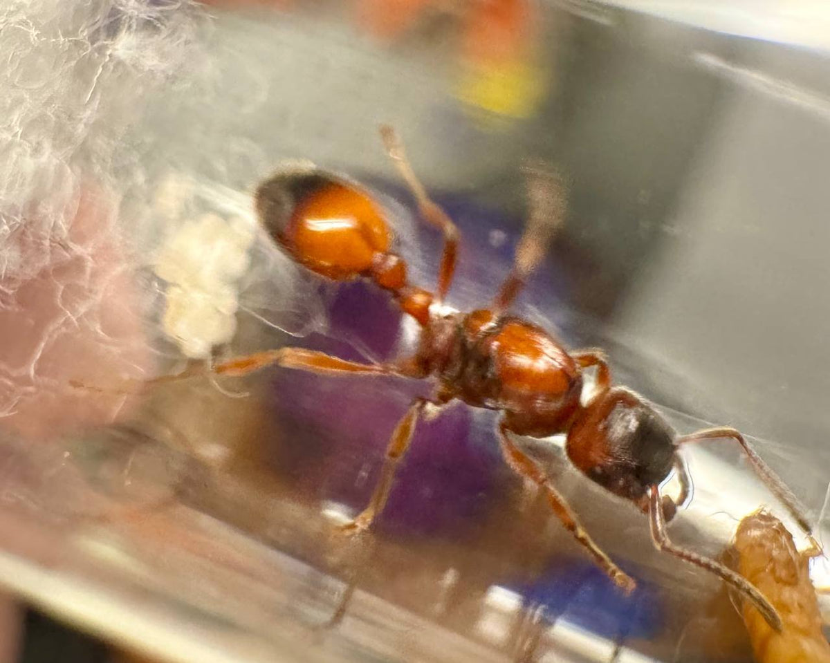 Manica hunteri (queen, eggs) image 1