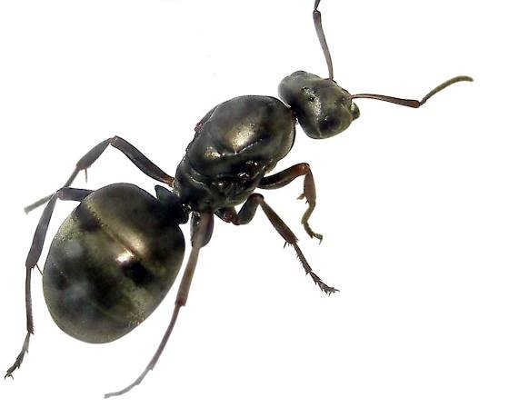Formica subsericea (1 queen, brood) image 3