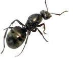 Formica subsericea (1 queen, brood) image 3