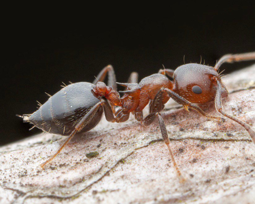 Crematogaster cerasi (queen, eggs) image 4