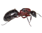 Camponotus novaeboracensis (queen, 0-5 workers, eggs) image 2